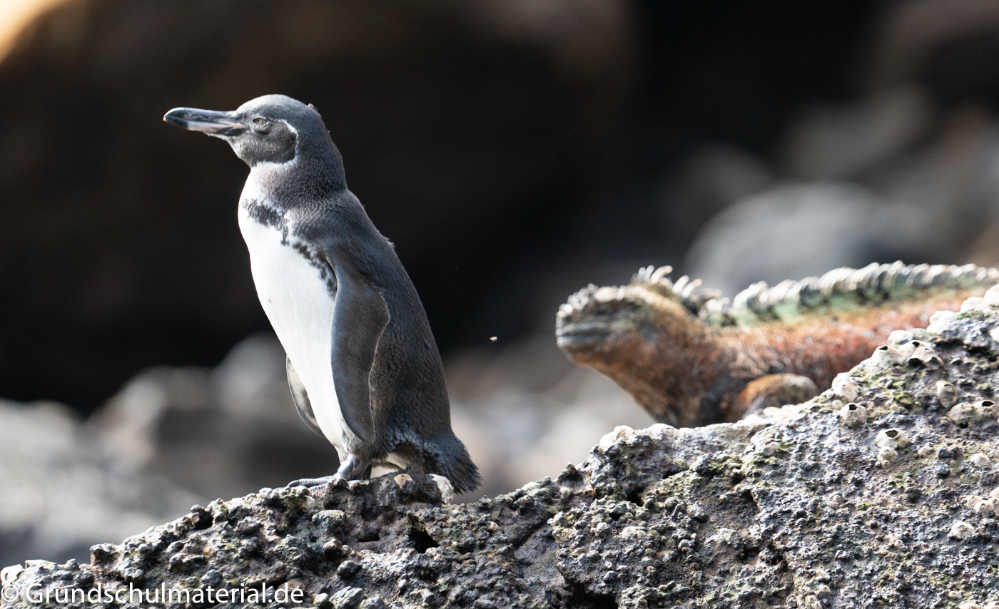 Galapagos Pinguin MedienwerkstattWissen © 20062024 Medienwerkstatt