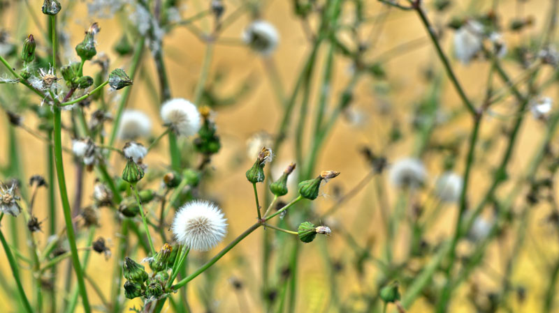 Gänsedistel MedienwerkstattWissen © 20062025 Medienwerkstatt