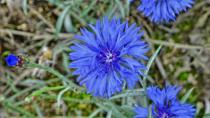 Kornblume Fotos 2 MedienwerkstattWissen © 20062024 Medienwerkstatt