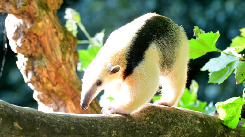 Tamandua Fotos 2 MedienwerkstattWissen © 20062023 Medienwerkstatt