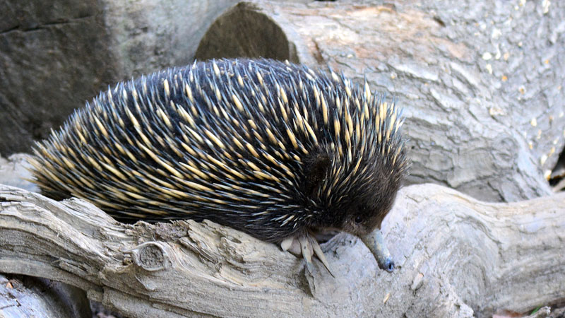 Australischer Kurzschnabeligel Fotos 3 Medienwerkstatt Wissen australischer-kurzschnabeligel-fotos-3-medienwerkstatt-wissen