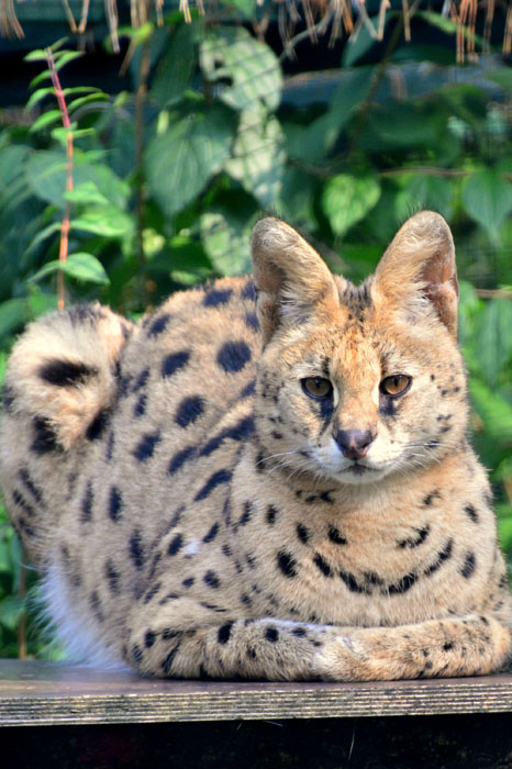 Serval MedienwerkstattWissen © 20062023 Medienwerkstatt