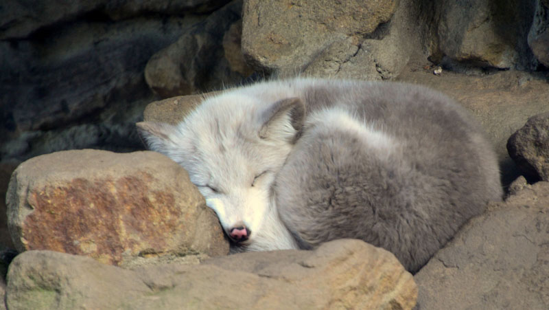 Polarfuchs MedienwerkstattWissen © 20062024 Medienwerkstatt