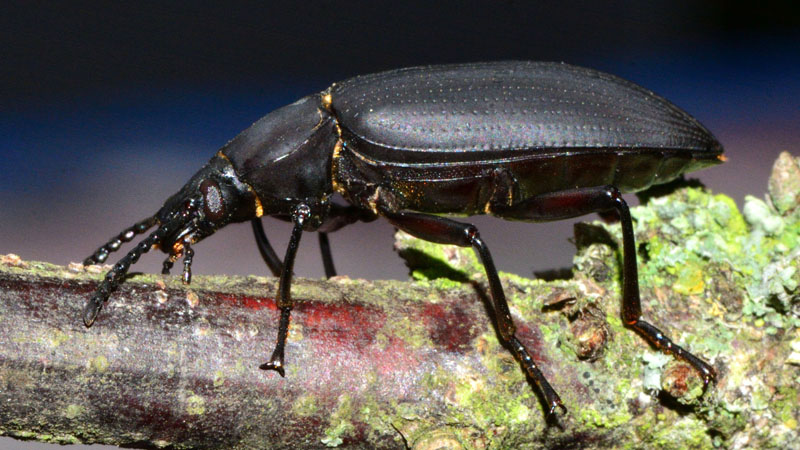 Großer Schwarzkäfer allgemein MedienwerkstattWissen © 20062025