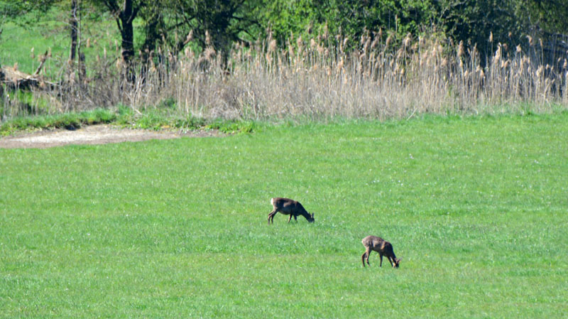 Naturschutzgebiet Ahsewiesen Fotos 5 MedienwerkstattWissen © 2006