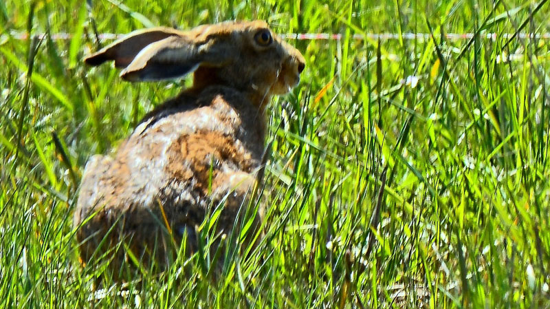 Naturschutzgebiet Ahsewiesen Fotos 5 MedienwerkstattWissen © 2006