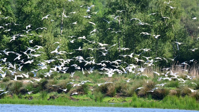 Zwillbrocker Venn Fotos 11 MedienwerkstattWissen © 20062024