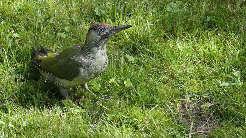 Grünspecht Fotos 3 MedienwerkstattWissen © 20062024 Medienwerkstatt