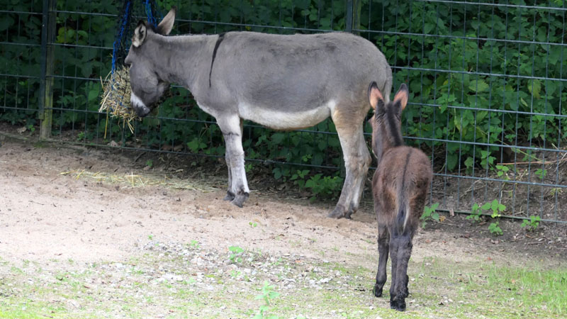Hausesel Fotos 1 MedienwerkstattWissen © 20062024 Medienwerkstatt