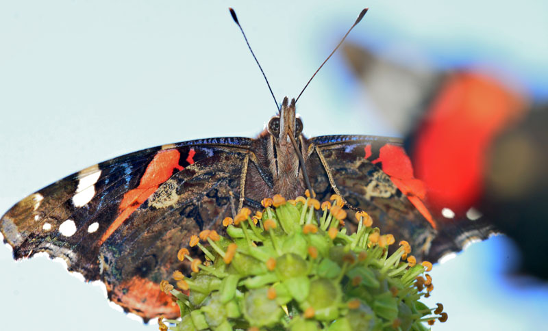 Admiral Fotos 4 MedienwerkstattWissen © 20062025 Medienwerkstatt