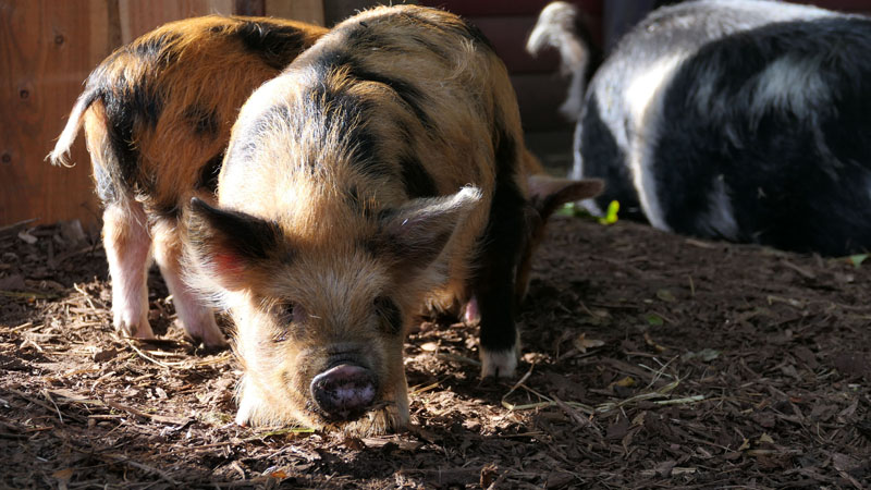 Kunekune Fotos 1 MedienwerkstattWissen © 20062024 Medienwerkstatt