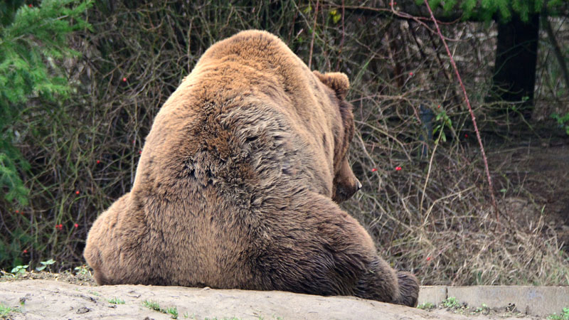 Kamtschatkabär Fotos 13 MedienwerkstattWissen © 20062025