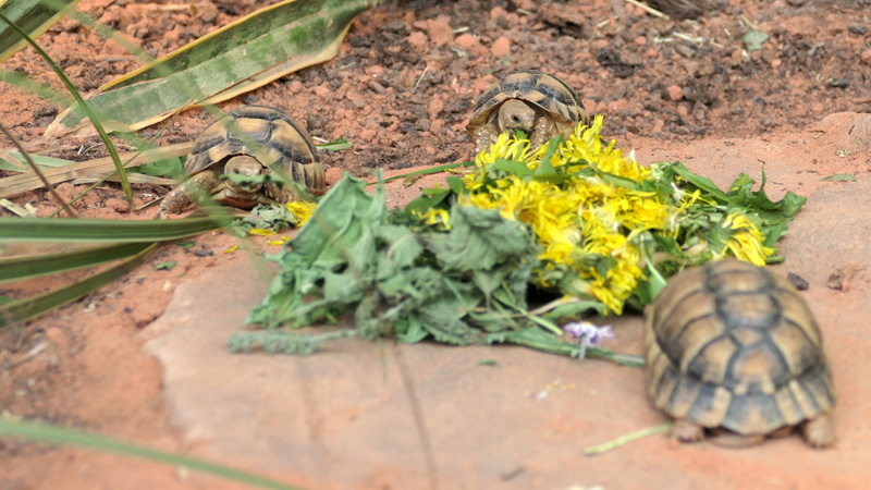 Ägyptische Landschildkröte allgemein MedienwerkstattWissen © 2006