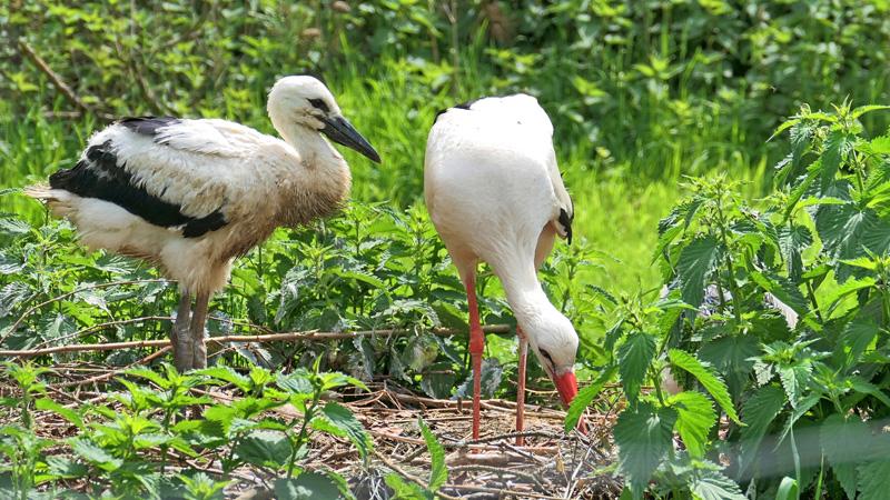 Weißstorch Fotos 6 MedienwerkstattWissen © 20062025 Medienwerkstatt