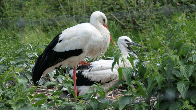 Weißstorch Fotos 7 MedienwerkstattWissen © 20062025 Medienwerkstatt