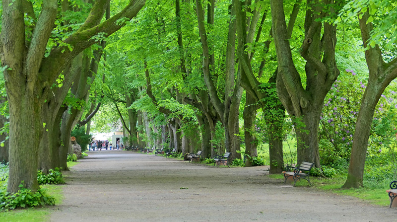 Lindenallee allgemein MedienwerkstattWissen © 20062024