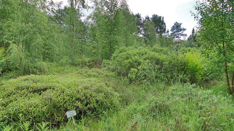 Torfgränke MedienwerkstattWissen © 20062025 Medienwerkstatt