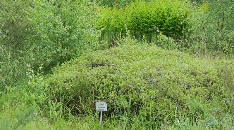 Torfgränke MedienwerkstattWissen © 20062025 Medienwerkstatt