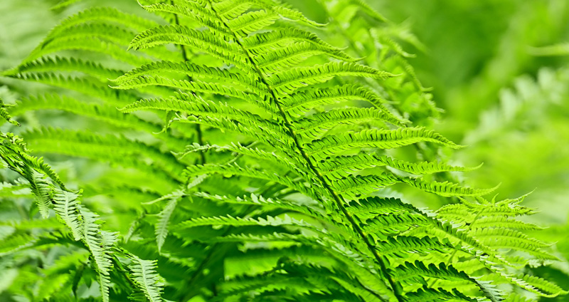 Farne MedienwerkstattWissen © 20062024 Medienwerkstatt