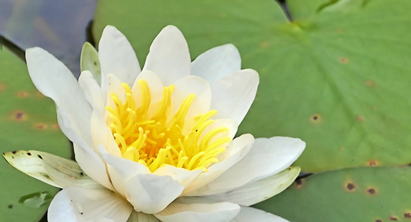 Seerose MedienwerkstattWissen © 20062024 Medienwerkstatt