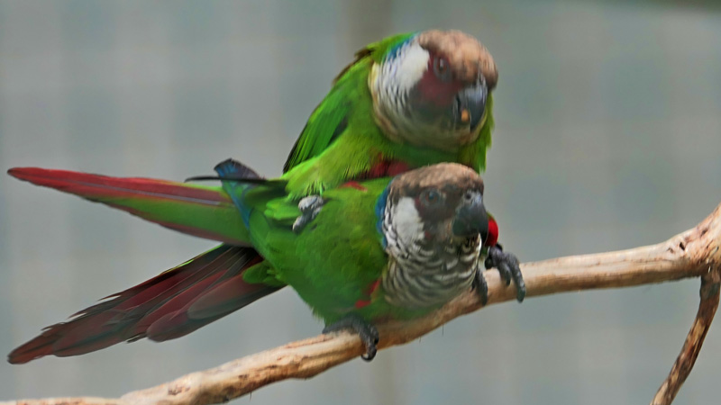 Graubrustsittich MedienwerkstattWissen © 20062025 Medienwerkstatt