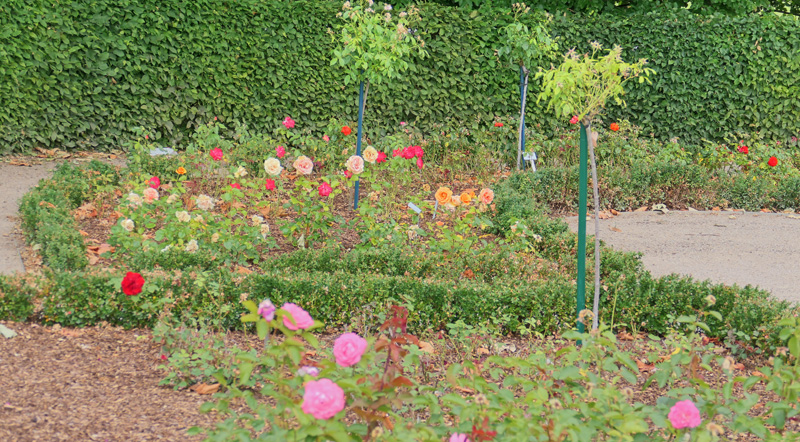 Rosensichtungs und Versuchsgarten MedienwerkstattWissen © 20062024