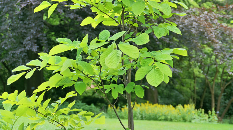 Amerikanisches Gelbholz MedienwerkstattWissen © 20062024