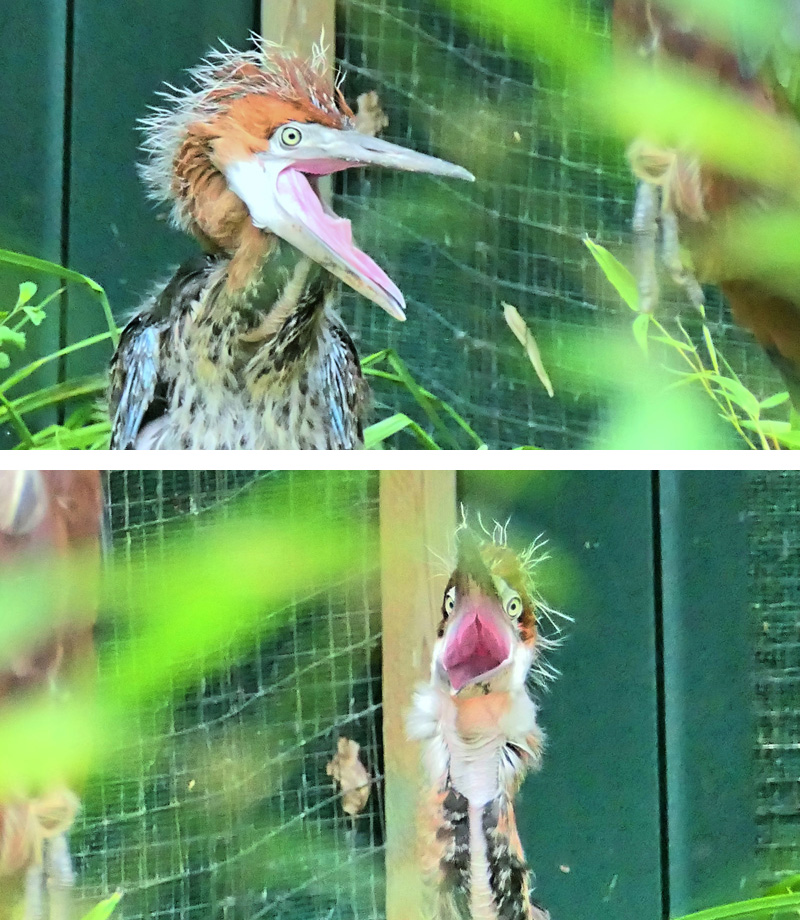 Goliathreiher Fotos 6 (Küken) MedienwerkstattWissen © 20062024