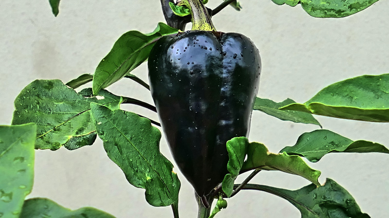 Wissenswertes über Chili MedienwerkstattWissen © 20062023