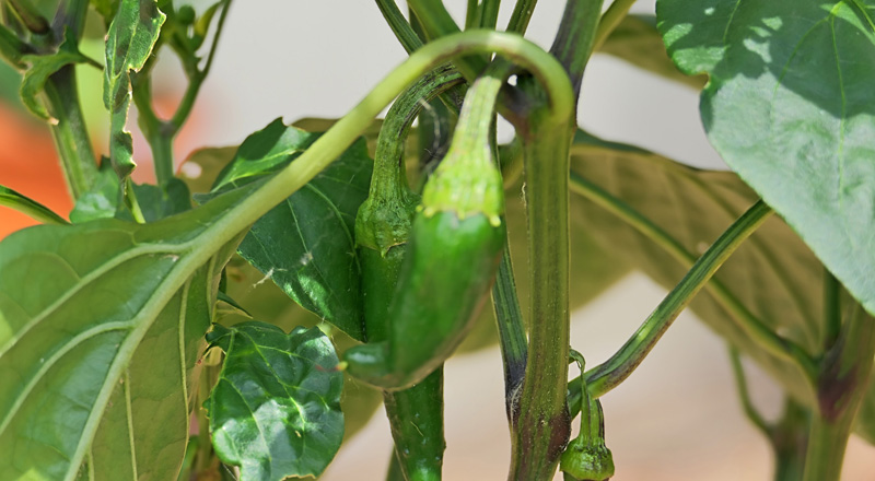 Gorria MedienwerkstattWissen © 20062025 Medienwerkstatt