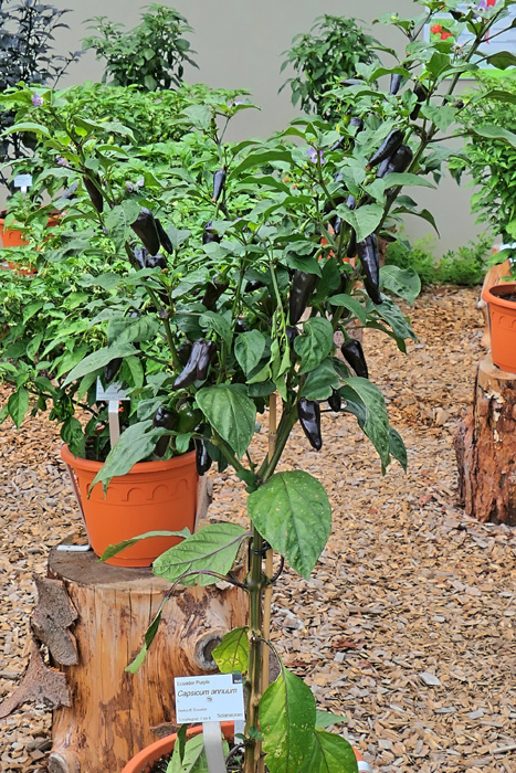 Ecuador Purple MedienwerkstattWissen © 20062025 Medienwerkstatt