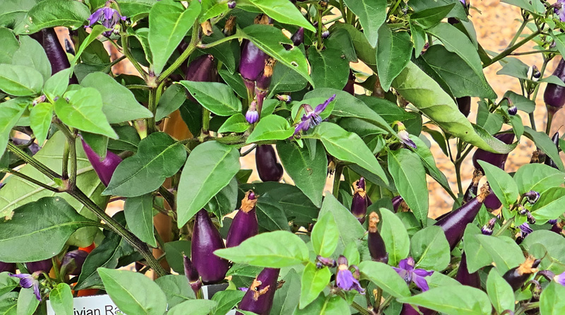 Bolivian Rainbow MedienwerkstattWissen © 20062024 Medienwerkstatt