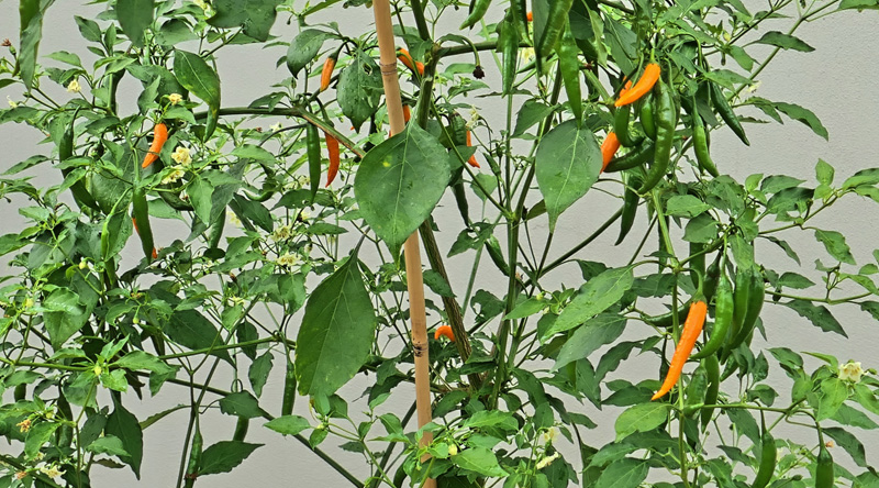 Criolla Sella MedienwerkstattWissen © 20062024 Medienwerkstatt