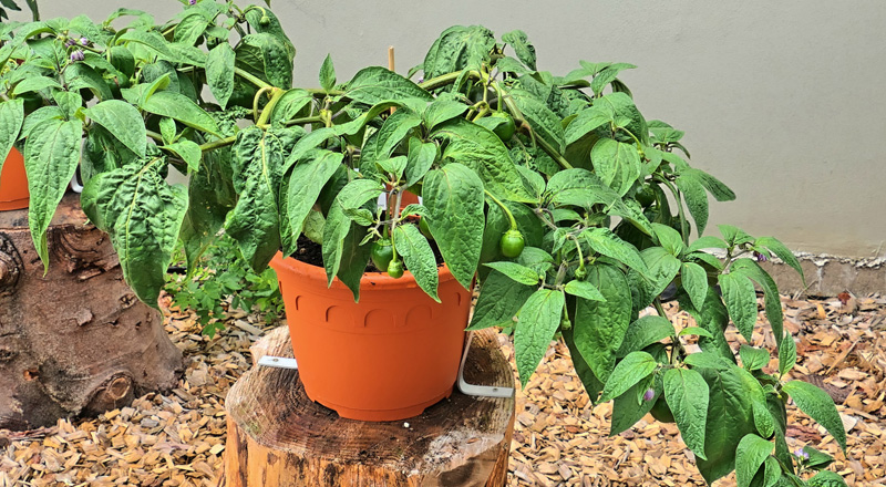 Giant Ricoto MedienwerkstattWissen © 20062023 Medienwerkstatt