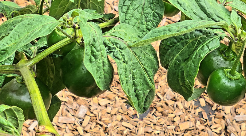 Giant Ricoto MedienwerkstattWissen © 20062023 Medienwerkstatt