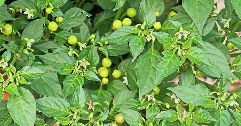 Aji Charapita 1 MedienwerkstattWissen © 20062024 Medienwerkstatt