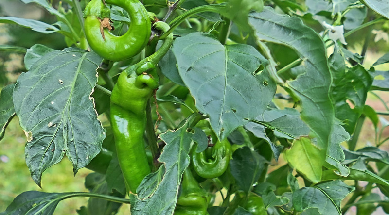 Yalova Charleston MedienwerkstattWissen © 20062024 Medienwerkstatt