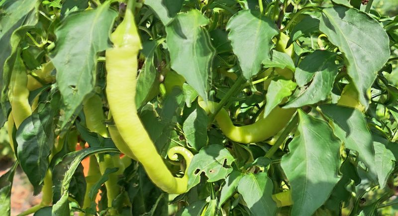 Phyton MedienwerkstattWissen © 20062024 Medienwerkstatt