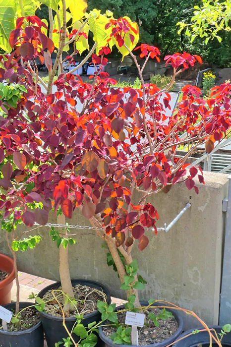 Euphorbia cotinifolia MedienwerkstattWissen © 20062025 Medienwerkstatt