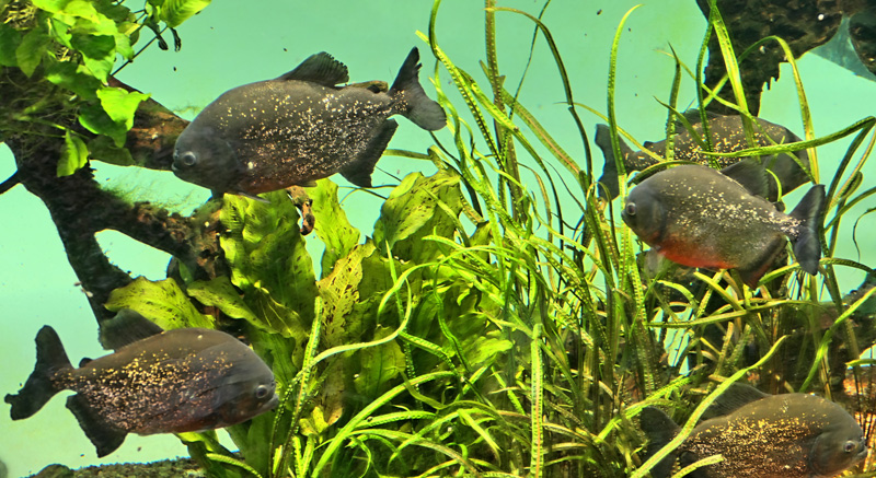 Roter Piranha - Medienwerkstatt-Wissen © 2006-2025 Medienwerkstatt