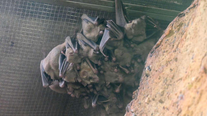 Nilflughund - Medienwerkstatt-Wissen © 2006-2025 Medienwerkstatt