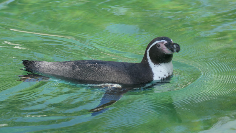 Humboldt-Pinguin - Fotos - Medienwerkstatt-Wissen © 2006-2024 ...