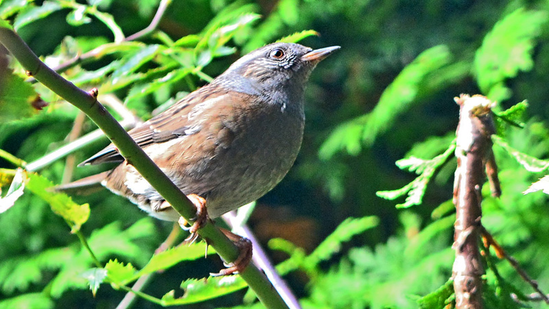 Heckenbraunelle Fotos 5 MedienwerkstattWissen © 20062025