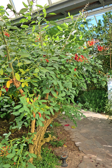 Korallenstrauch MedienwerkstattWissen © 20062024 Medienwerkstatt