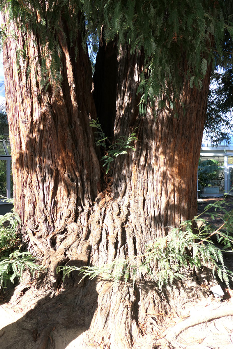 KüstenMammutbaum MedienwerkstattWissen © 20062025 Medienwerkstatt