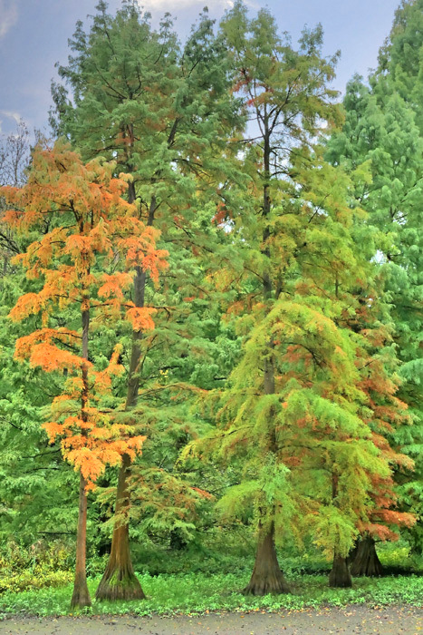 Herbst im Rombergpark Fotos 3 MedienwerkstattWissen © 20062025
