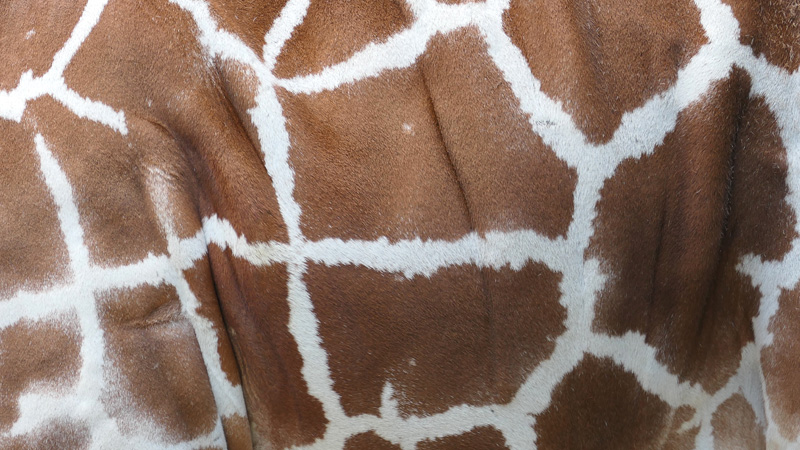 Netzgiraffe Fotos 3 MedienwerkstattWissen © 20062025 Medienwerkstatt