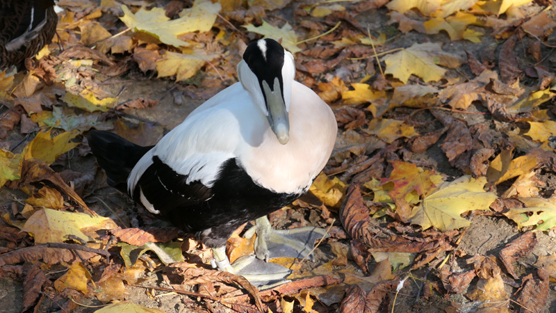 Eiderente Fotos MedienwerkstattWissen © 20062025 Medienwerkstatt