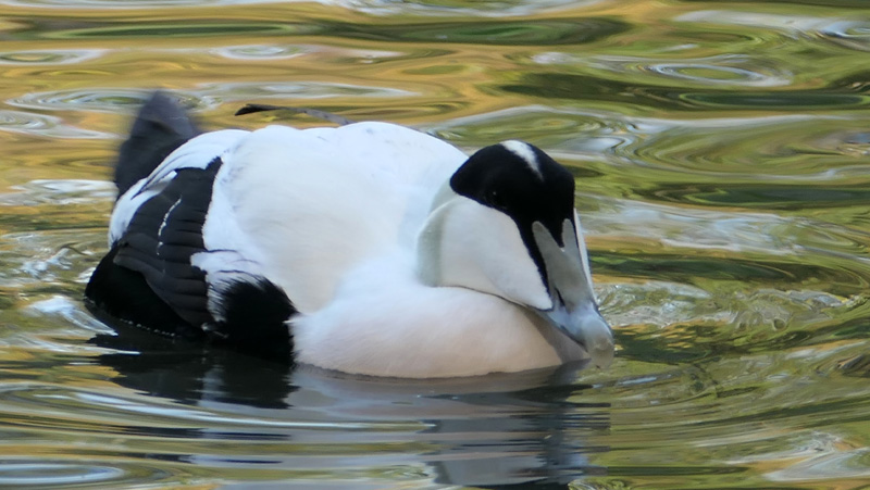 Eiderente MedienwerkstattWissen © 20062025 Medienwerkstatt