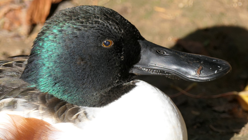 Löffelente MedienwerkstattWissen © 20062025 Medienwerkstatt